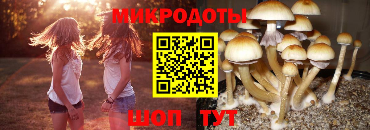 Псилоцибиновые грибы Psilocybe  Вход с VPN  Каменка 